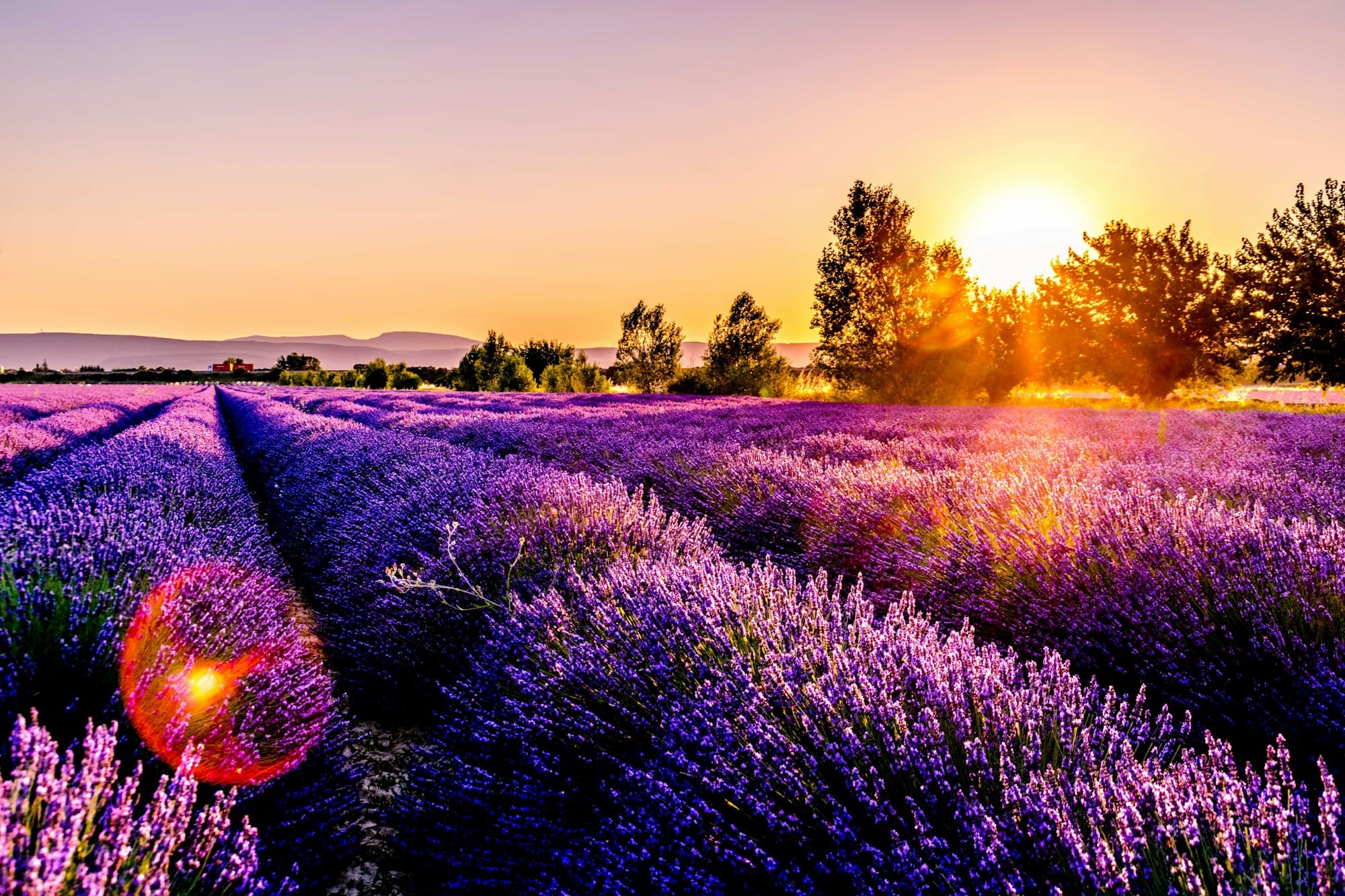 Close-up of lavender flowers